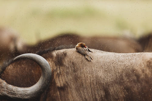 Hluhluwe–Imfolozi game reserve, an Oxpecker on the back of a Water Buffalo.